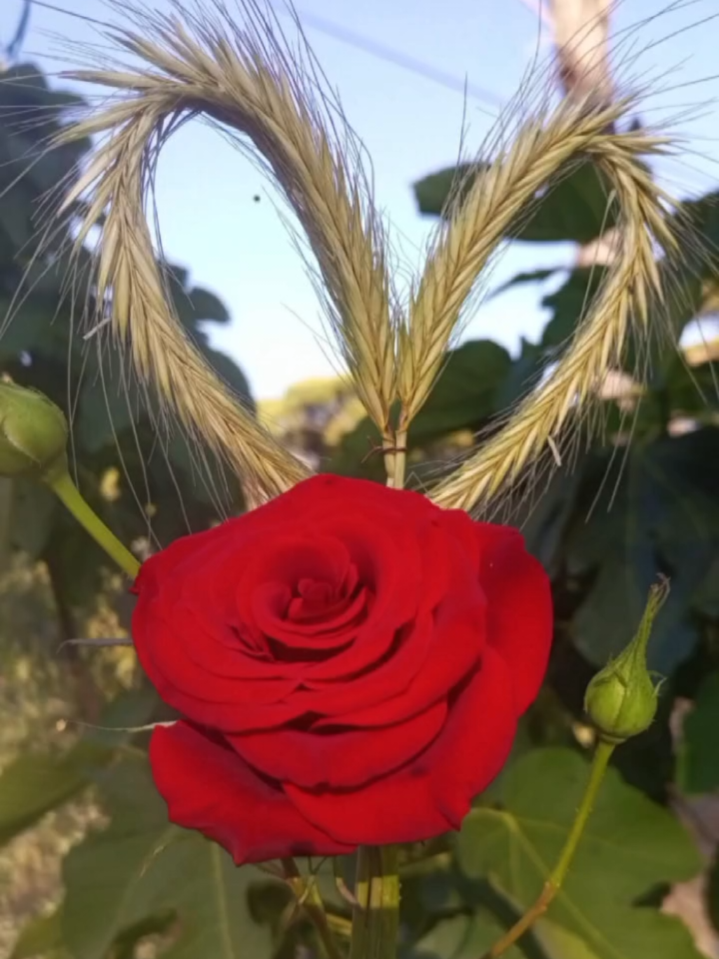 @lavendr81