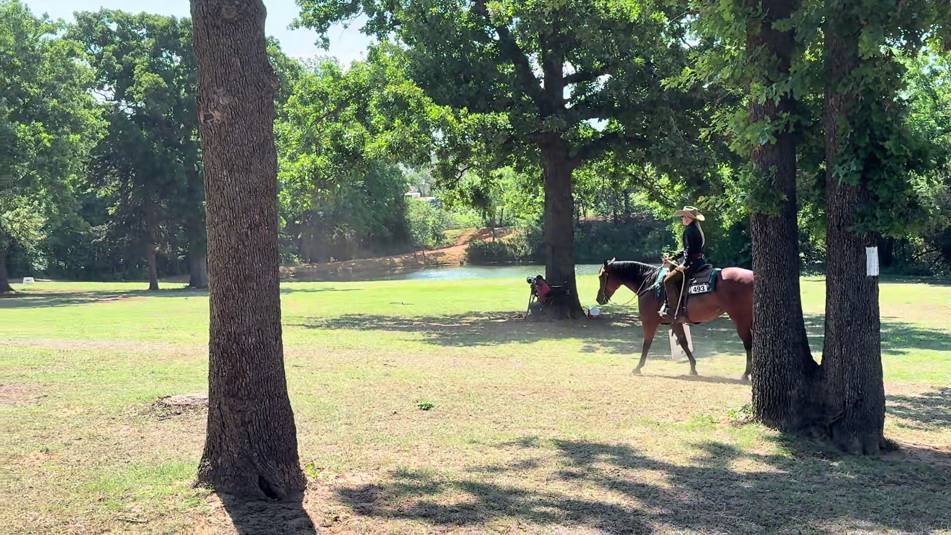 @Farley McLendon Show Horses