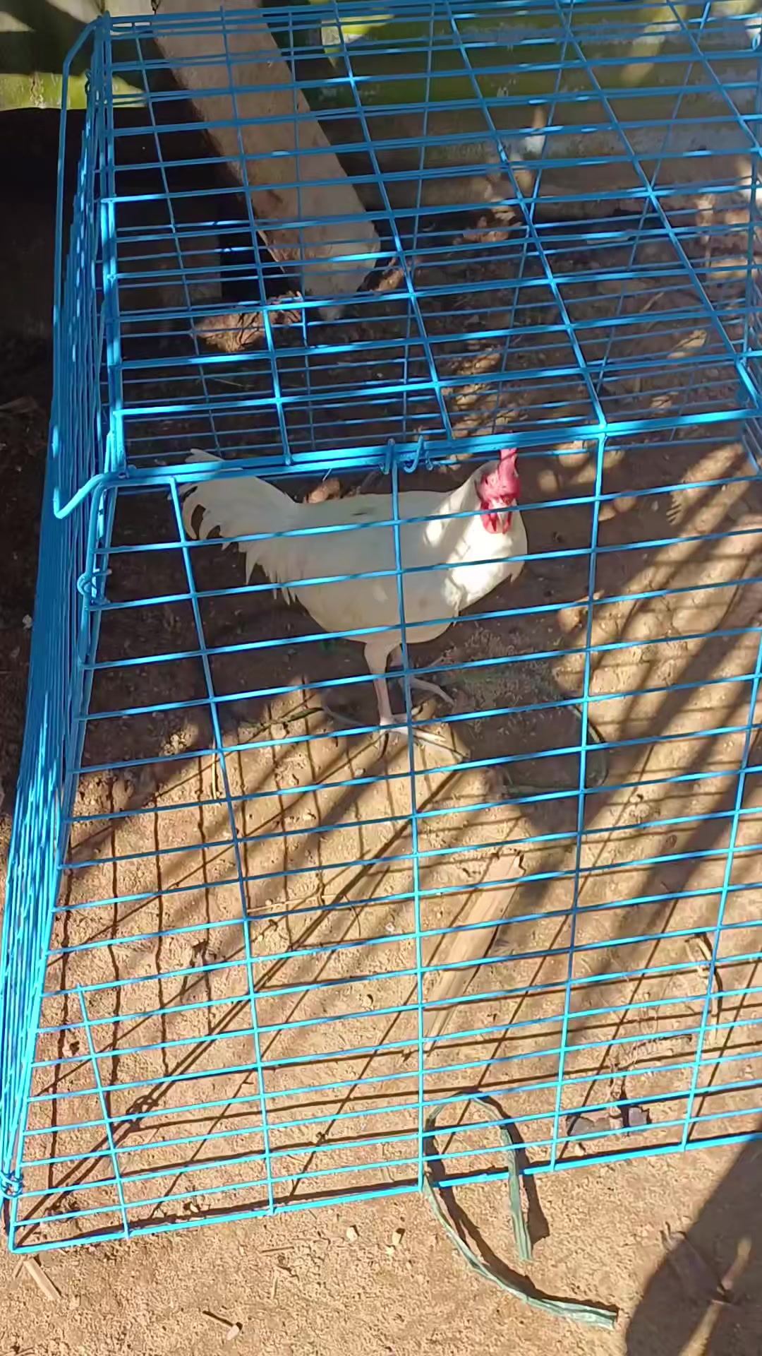 @6ix 2wo 1ne GameBirds