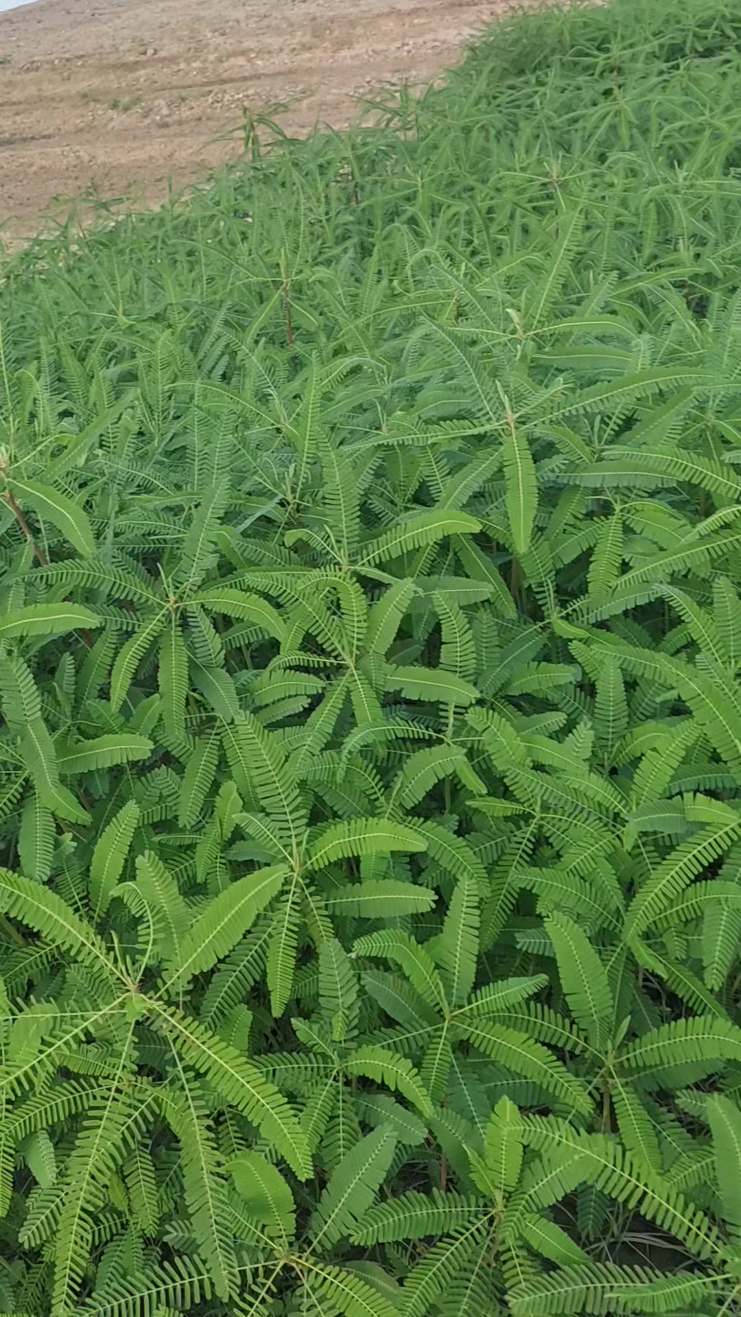 @almaskotwal46🇦🇫