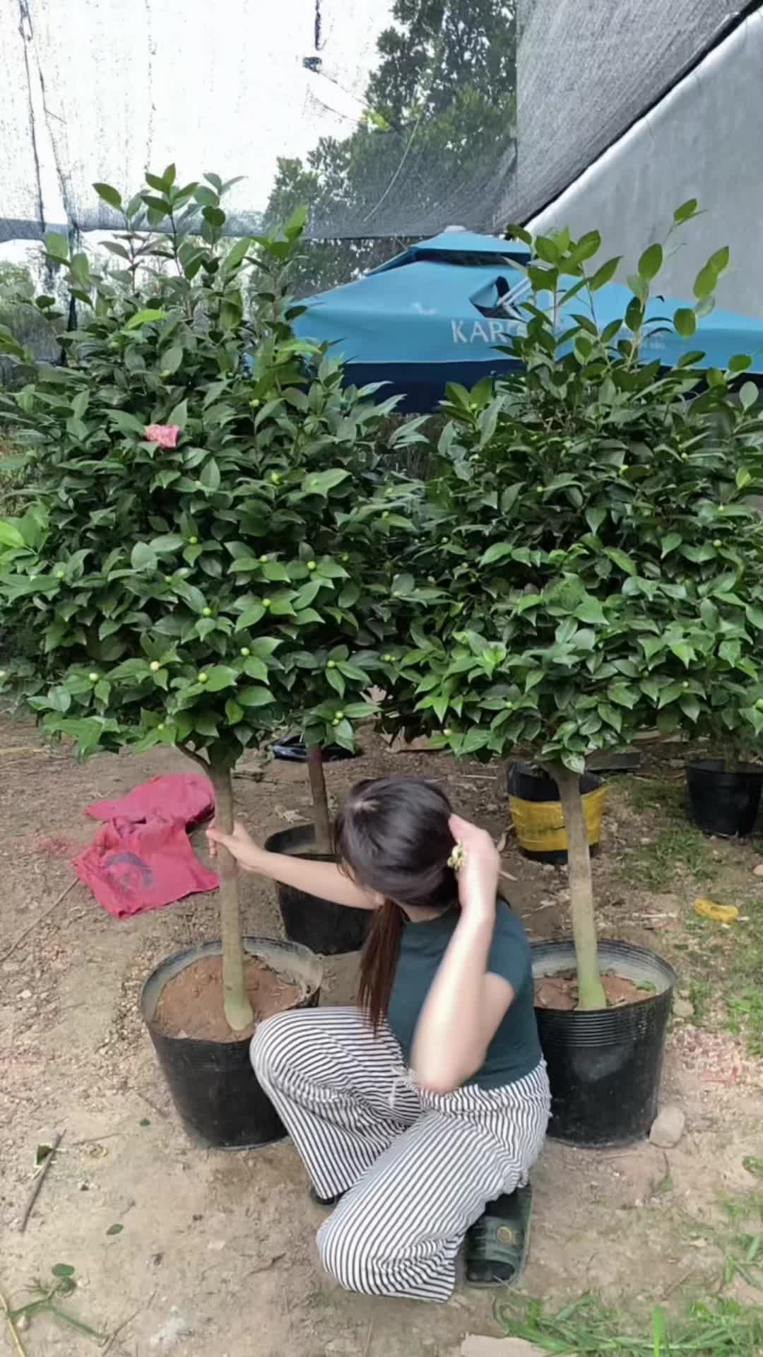 @Khổng La