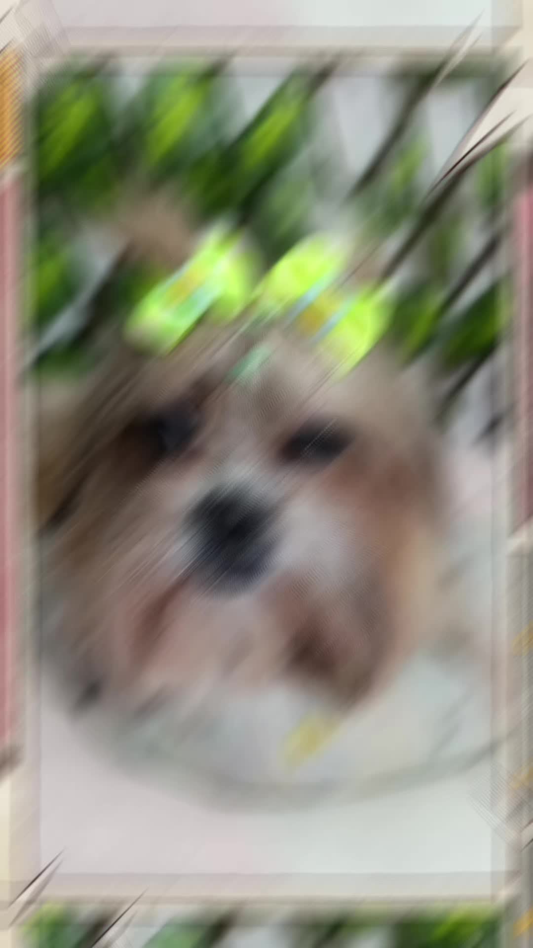@Dog Ville Petcare