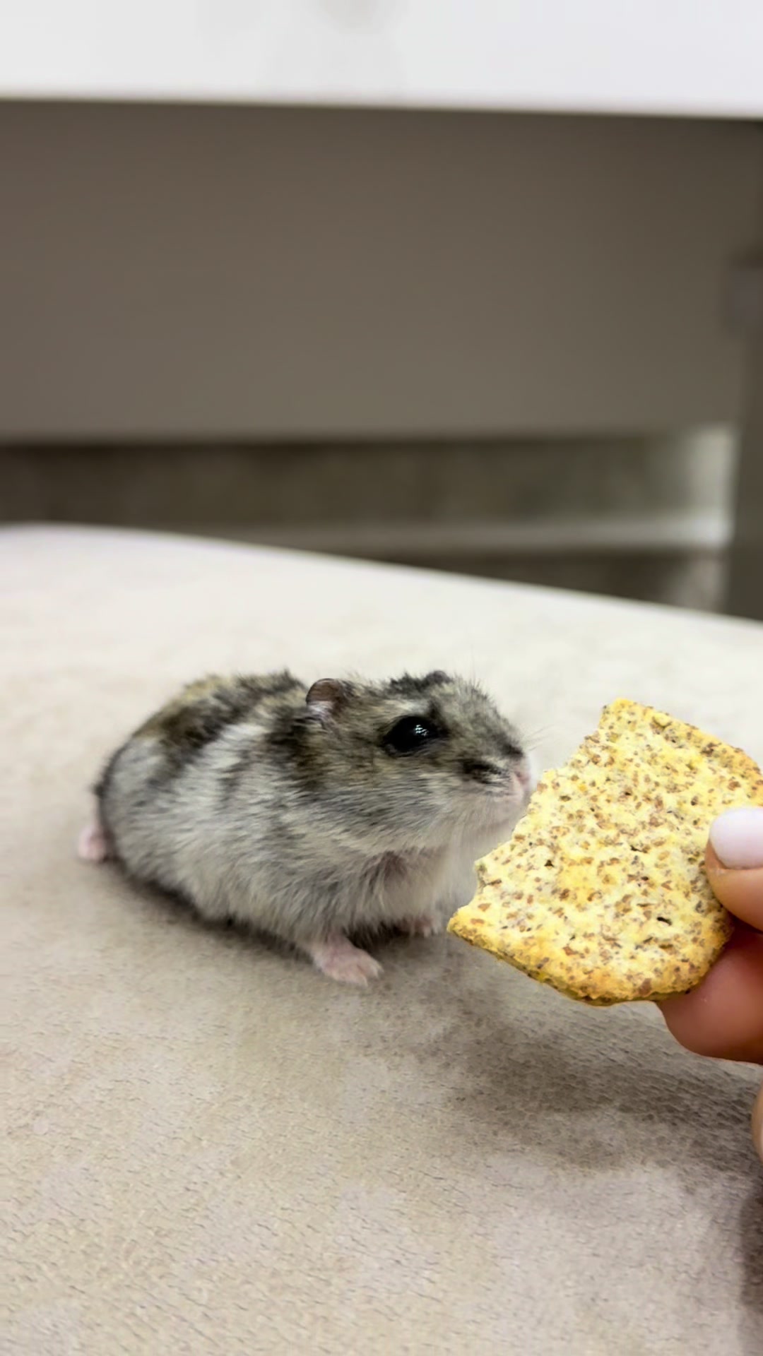 @hamster.cuppulu