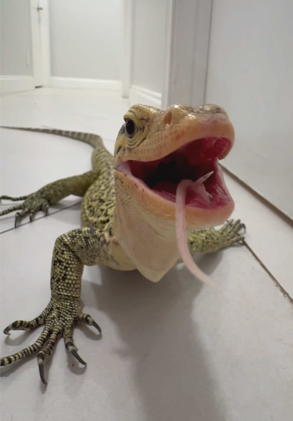 @Tommys_reptiles