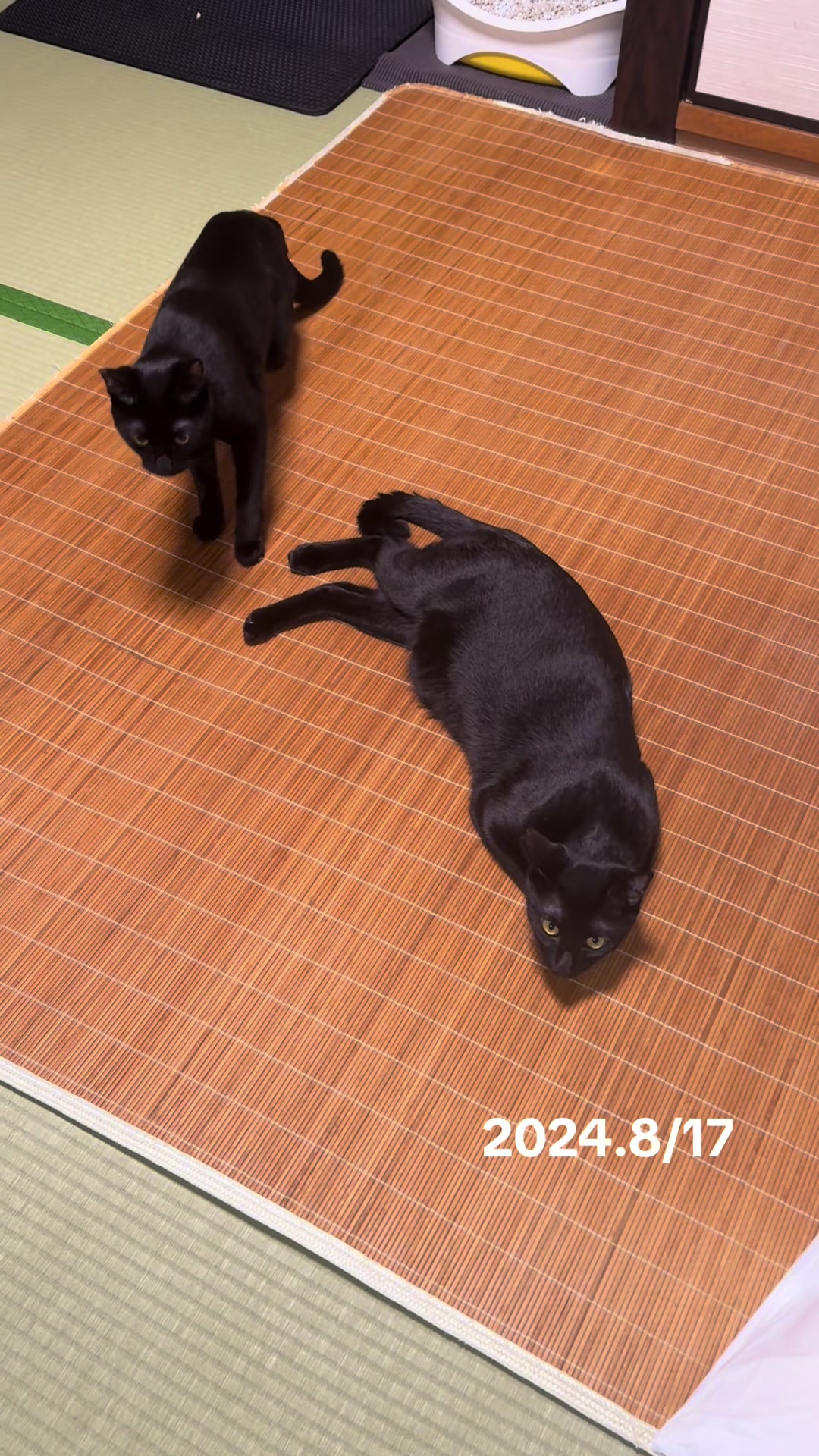 @黒猫兄弟ココピー&カリン
