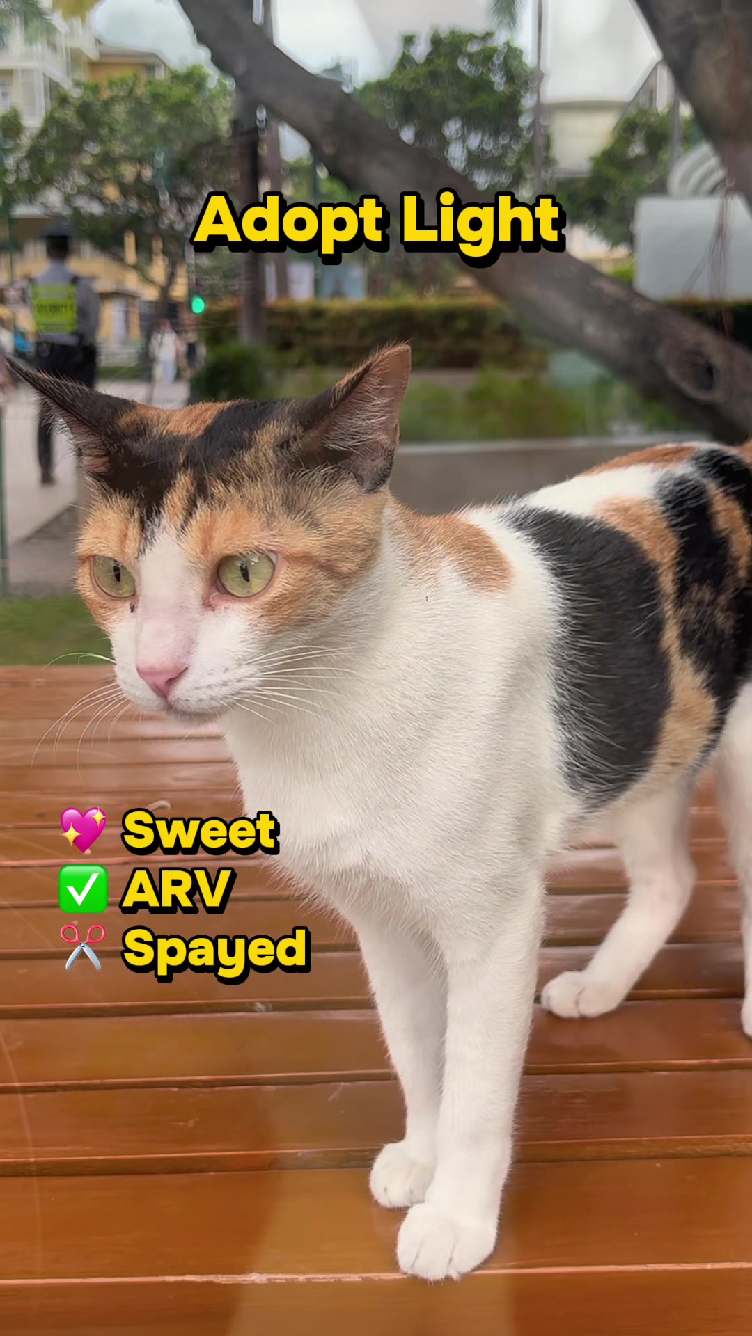 @Cats of BGC