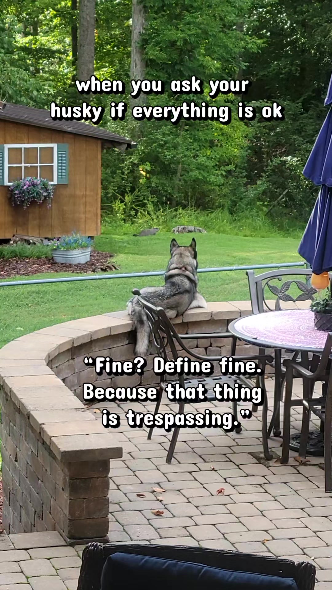 @the Hussey Husky