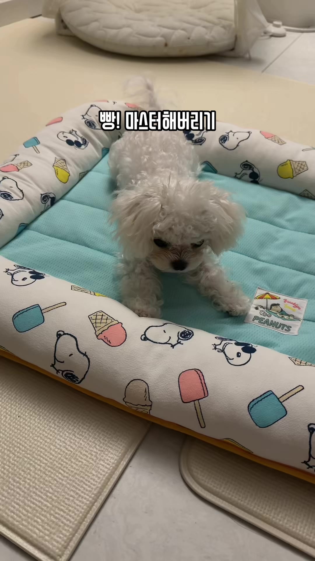 @jeju_kiki