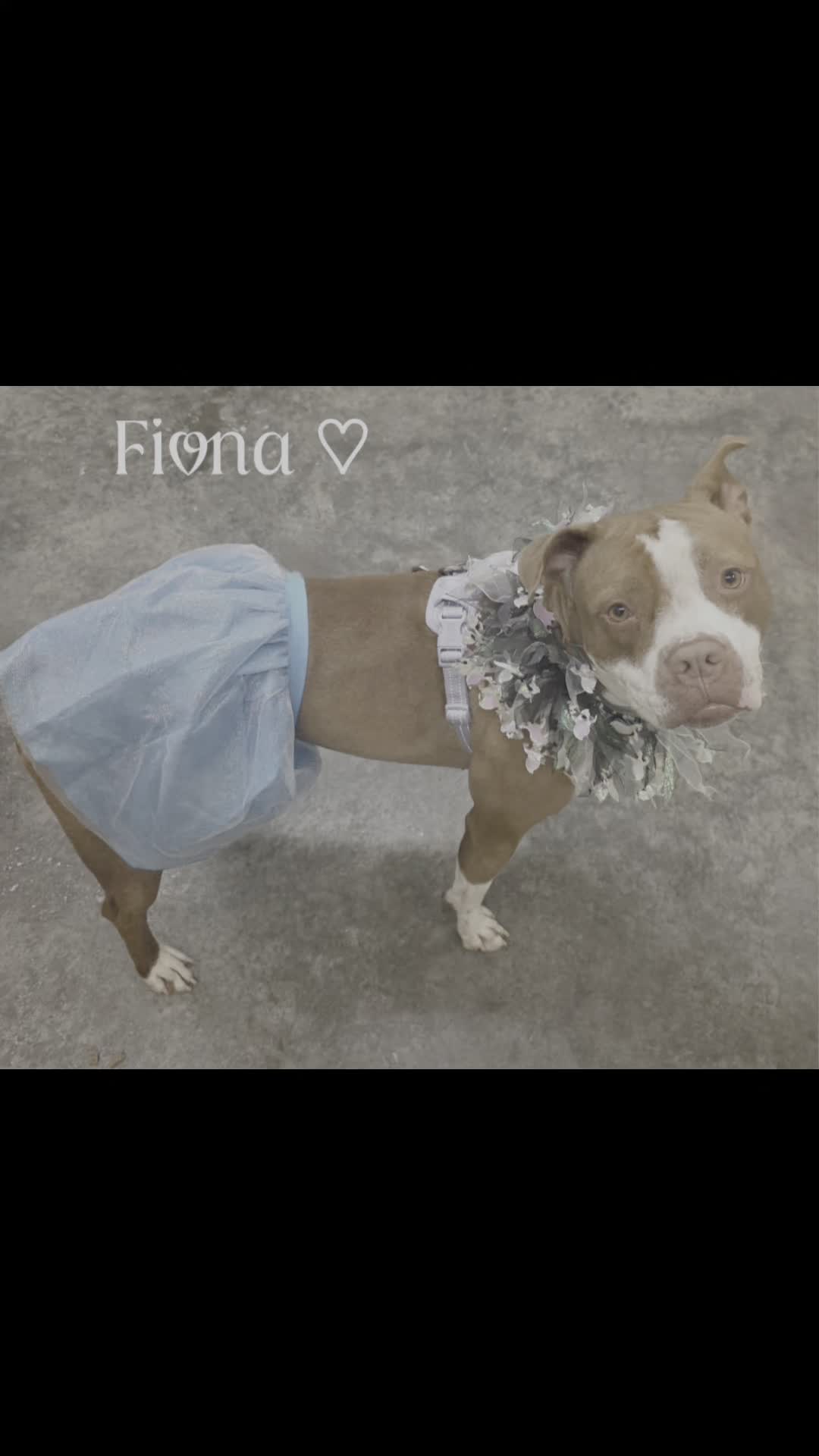 @FaithfulFriendsAnimalAdvocates