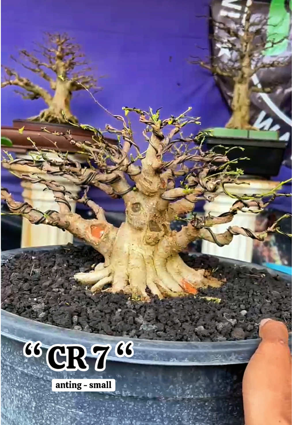 @warbonsai_purwodadi