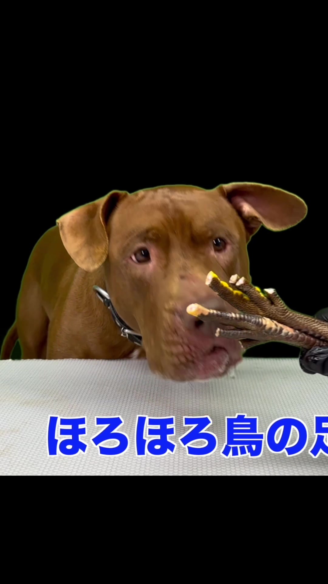 @バウンス　チャンネル