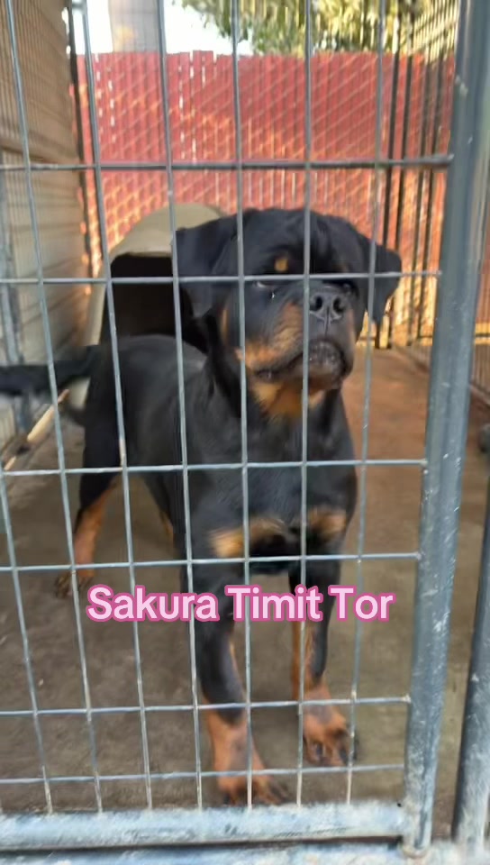 @✨VON DER MUÑOZ ROTT’S✨