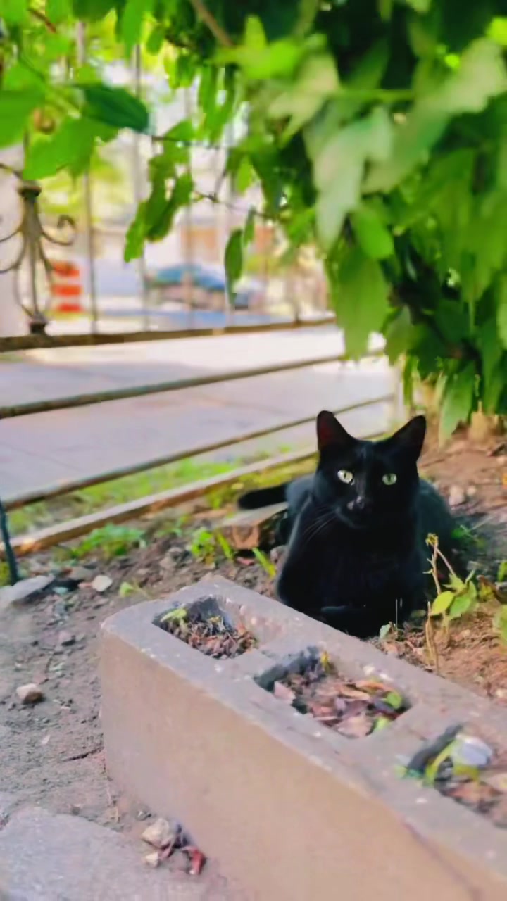 @pantherthecat_28