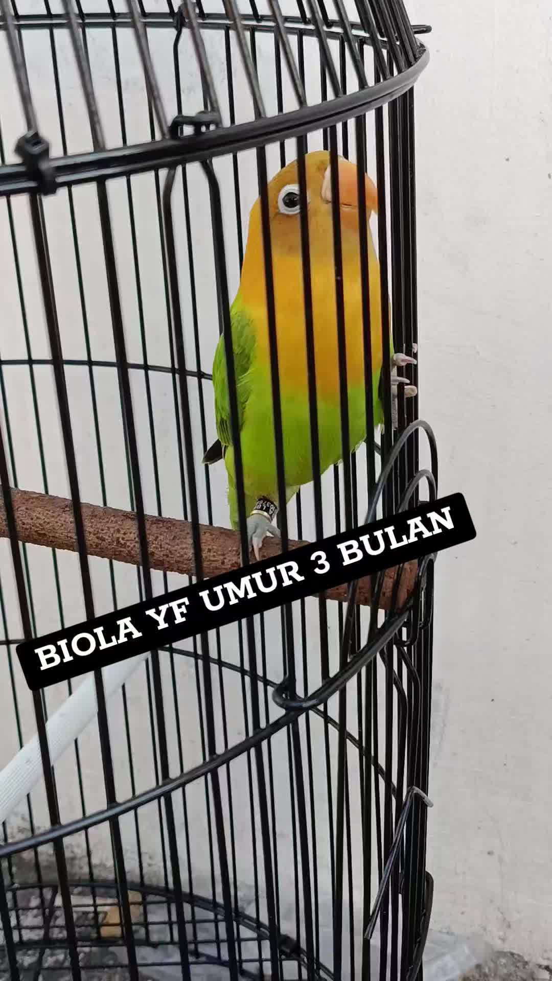 @KERABAT TERMUL