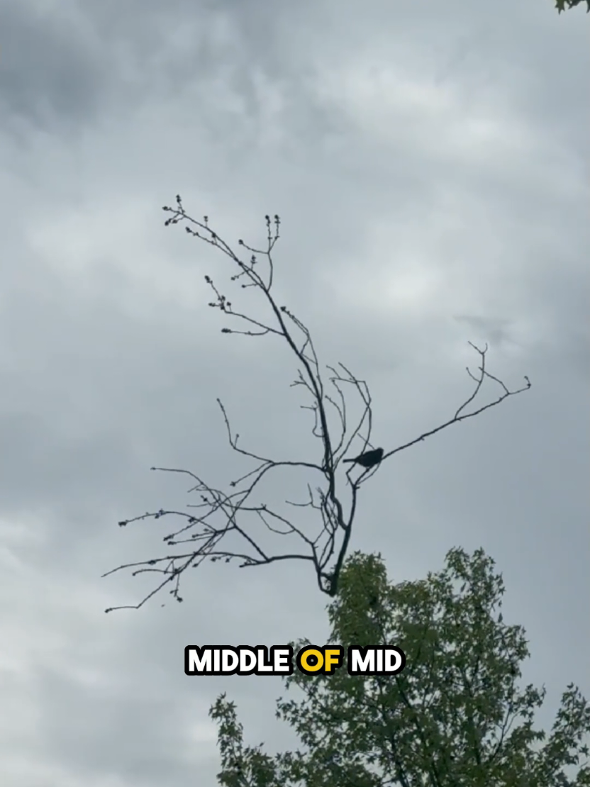 @DarkMoose