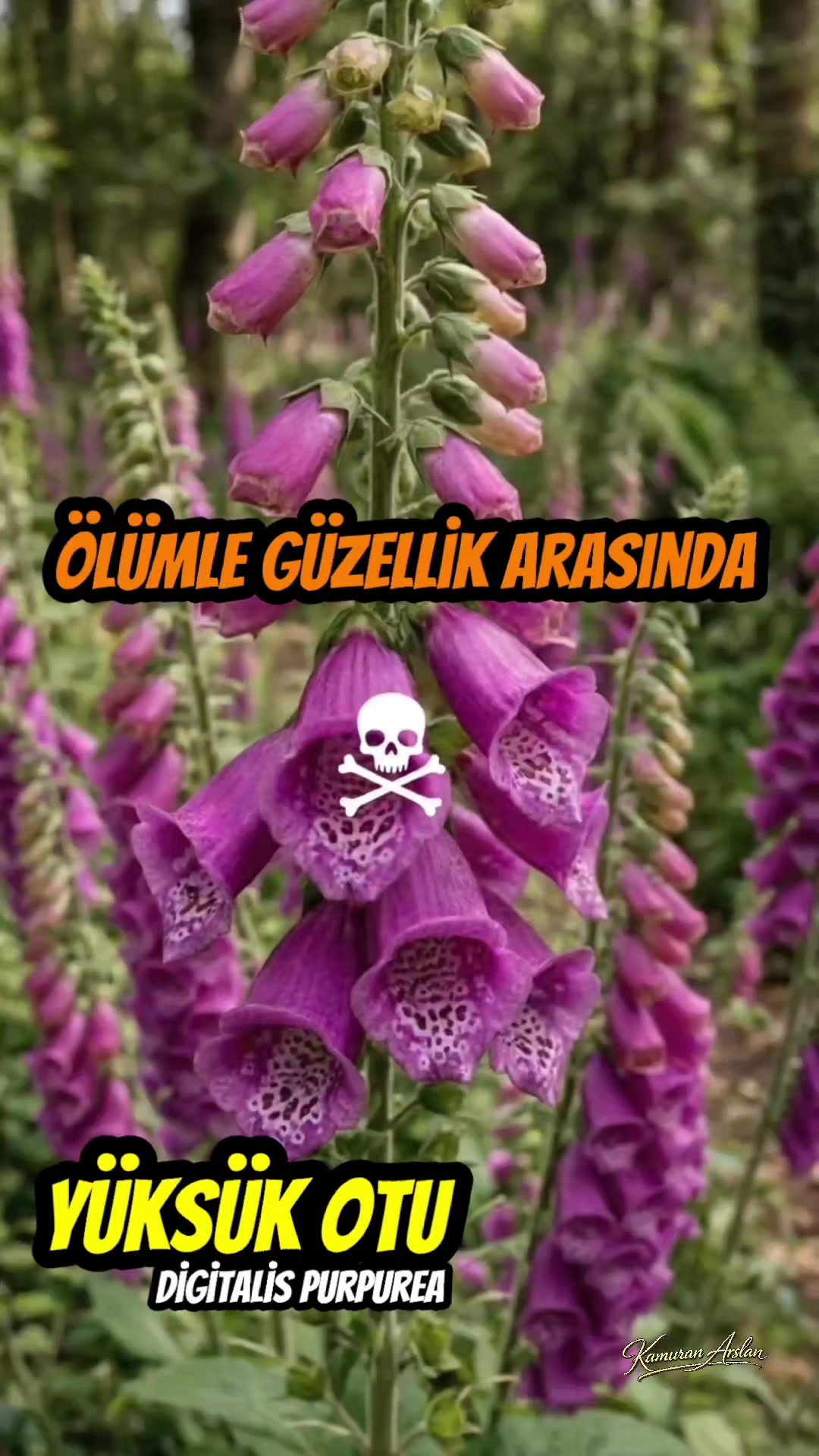 @Kamuran Arslan