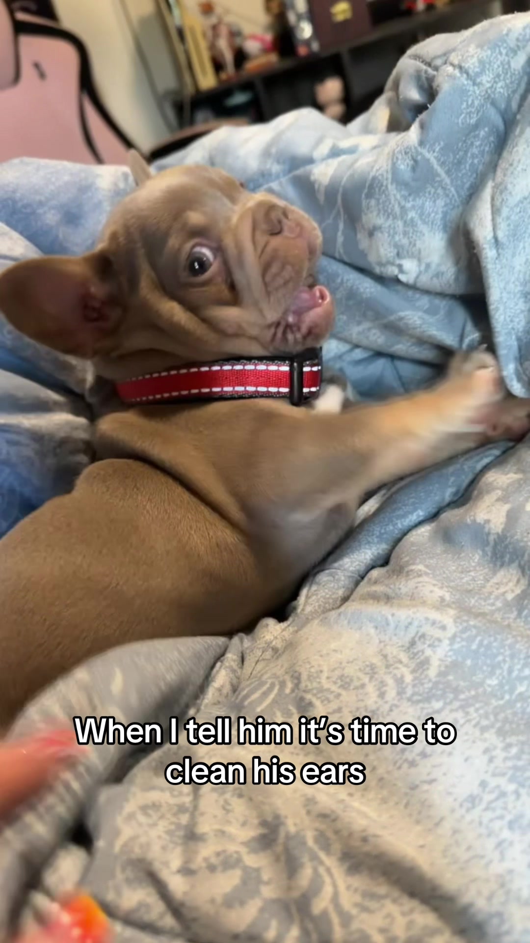 @Sky (Miss Small Fox)