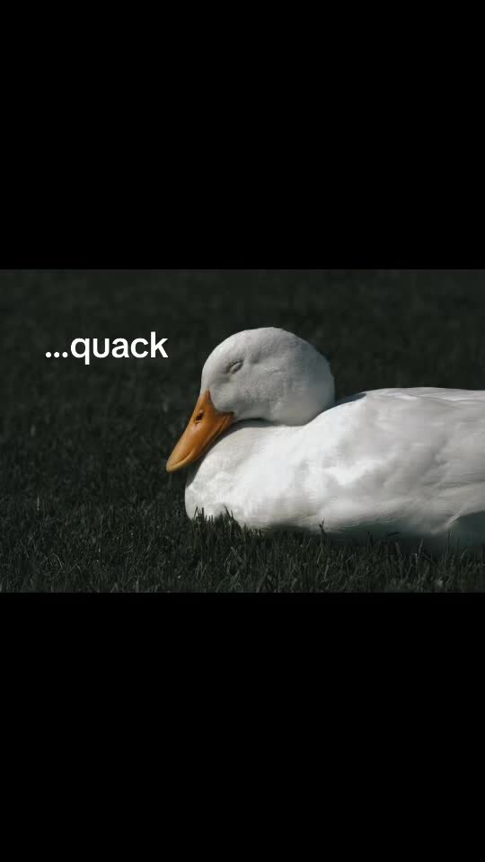 @Sir Quackington