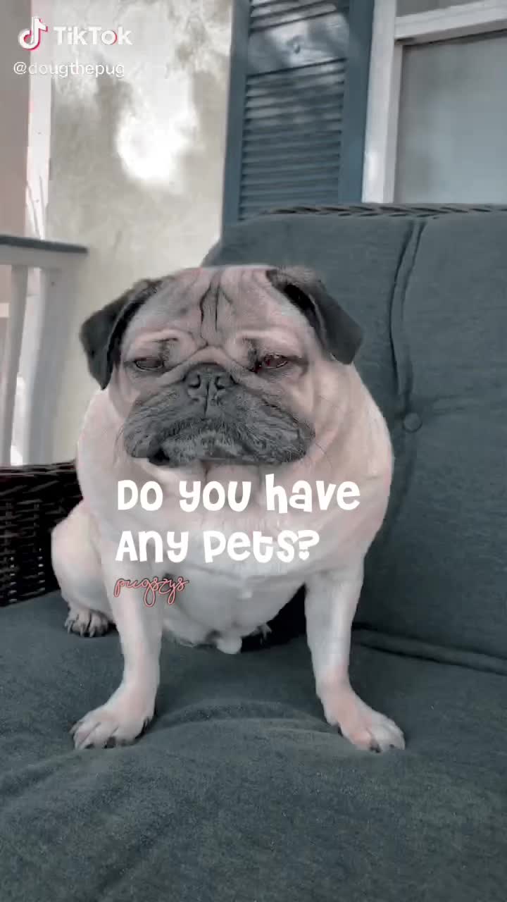 @Pugszys