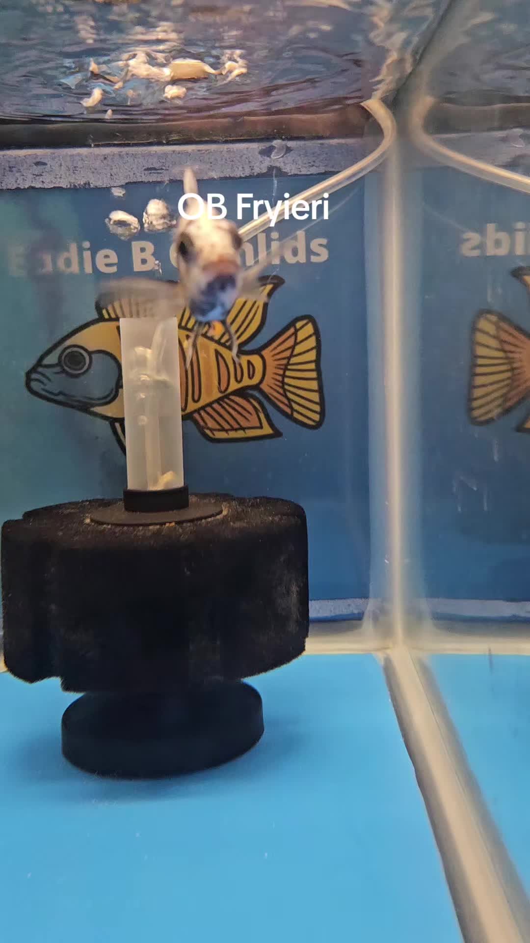 @EddieBcichlids