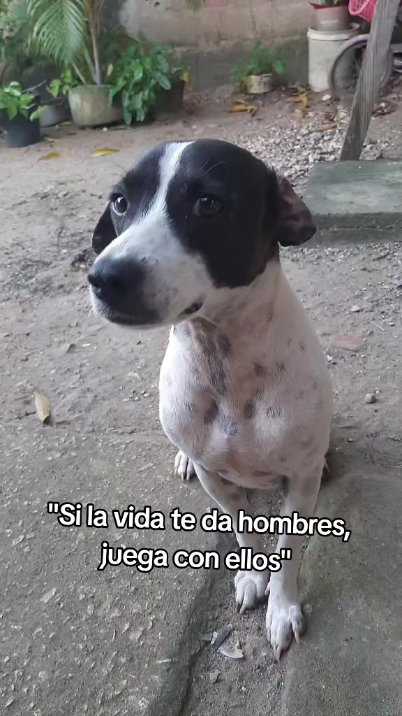 @MANCHAS 0714 OFICIAL