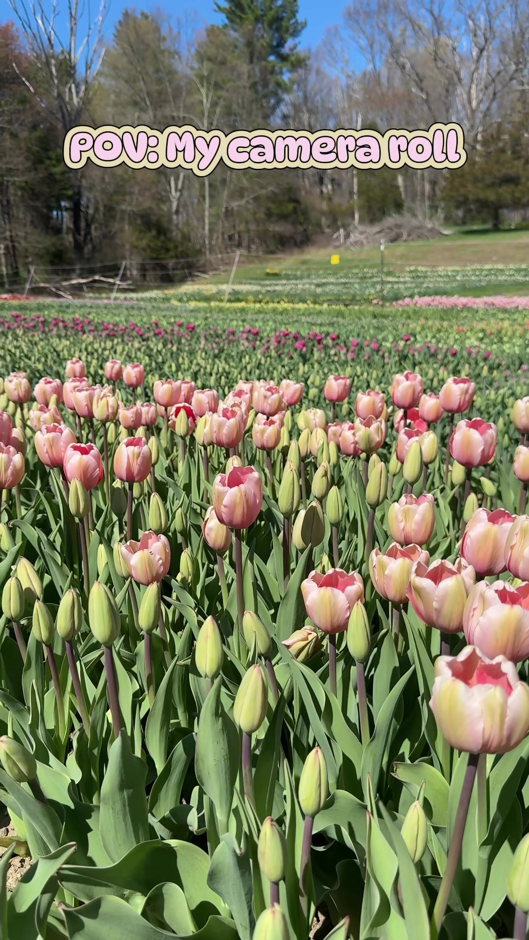 @Manica | zone 6a gardener