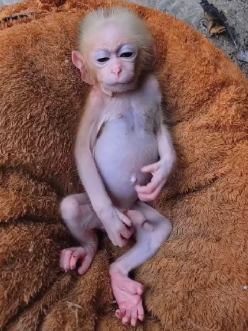@ferret.biyori