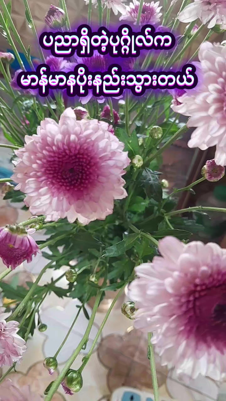 @Shwe Boke