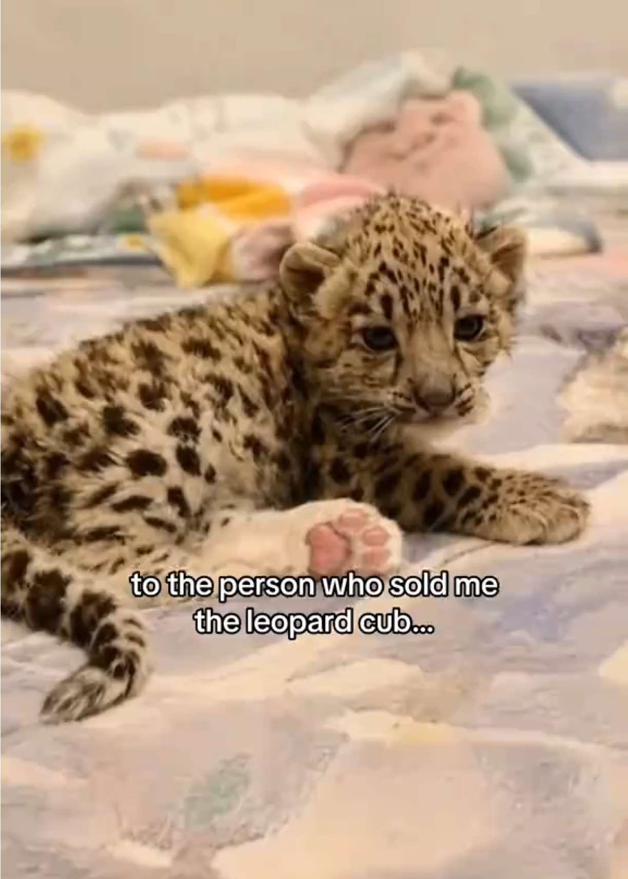 @Mirajane The Bengal๐พ