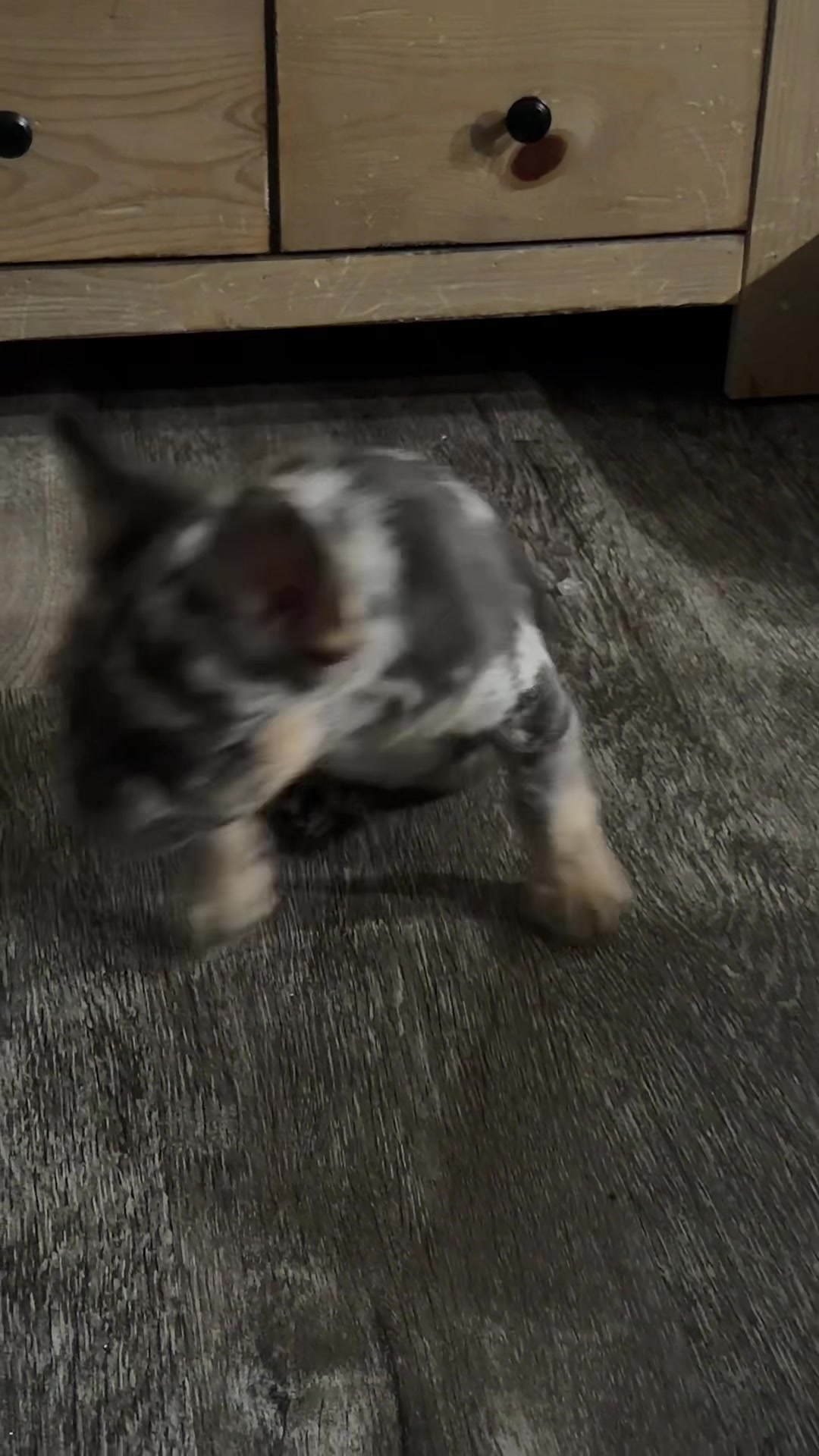 @CANELO & MAYA🐾🧡💜 ALVAREZ