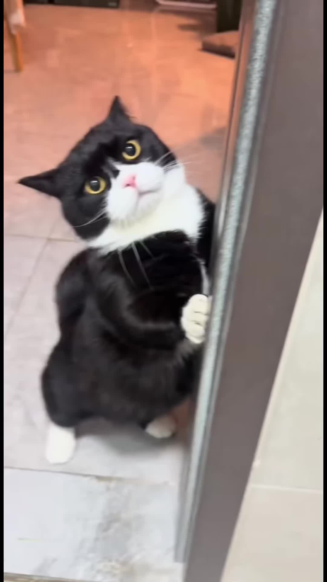 @Fluffy Fails