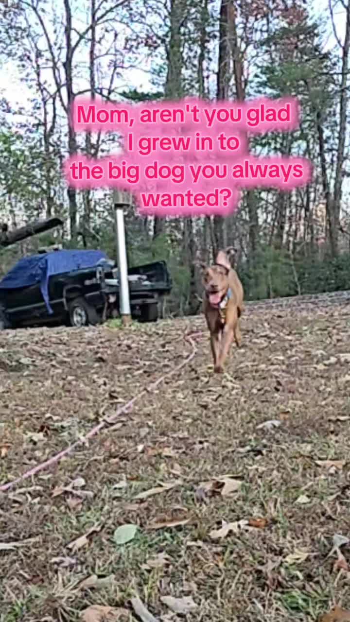 @Jasper_The_Dobiehoula