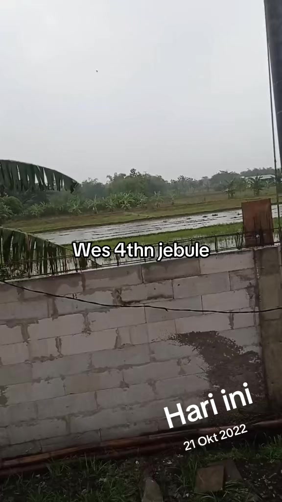 @cemongko🍉
