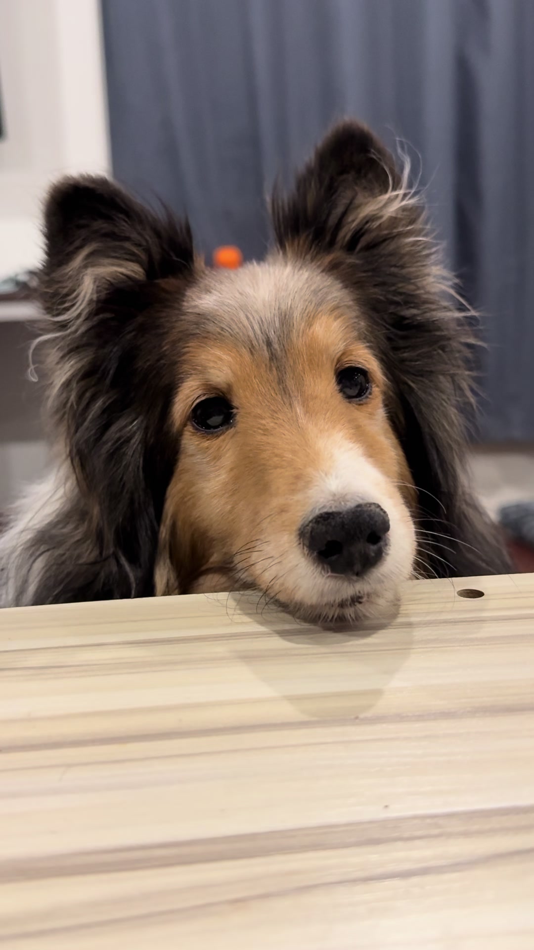 @Made_by_Dog