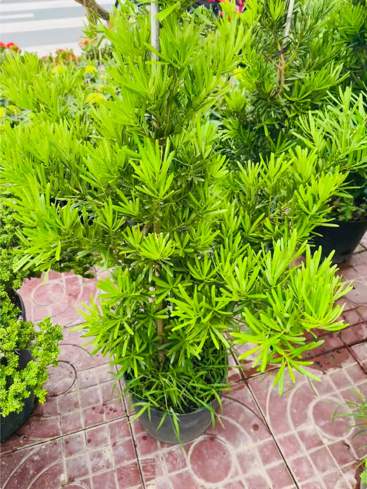 @Tiệm Lá Nhỏ