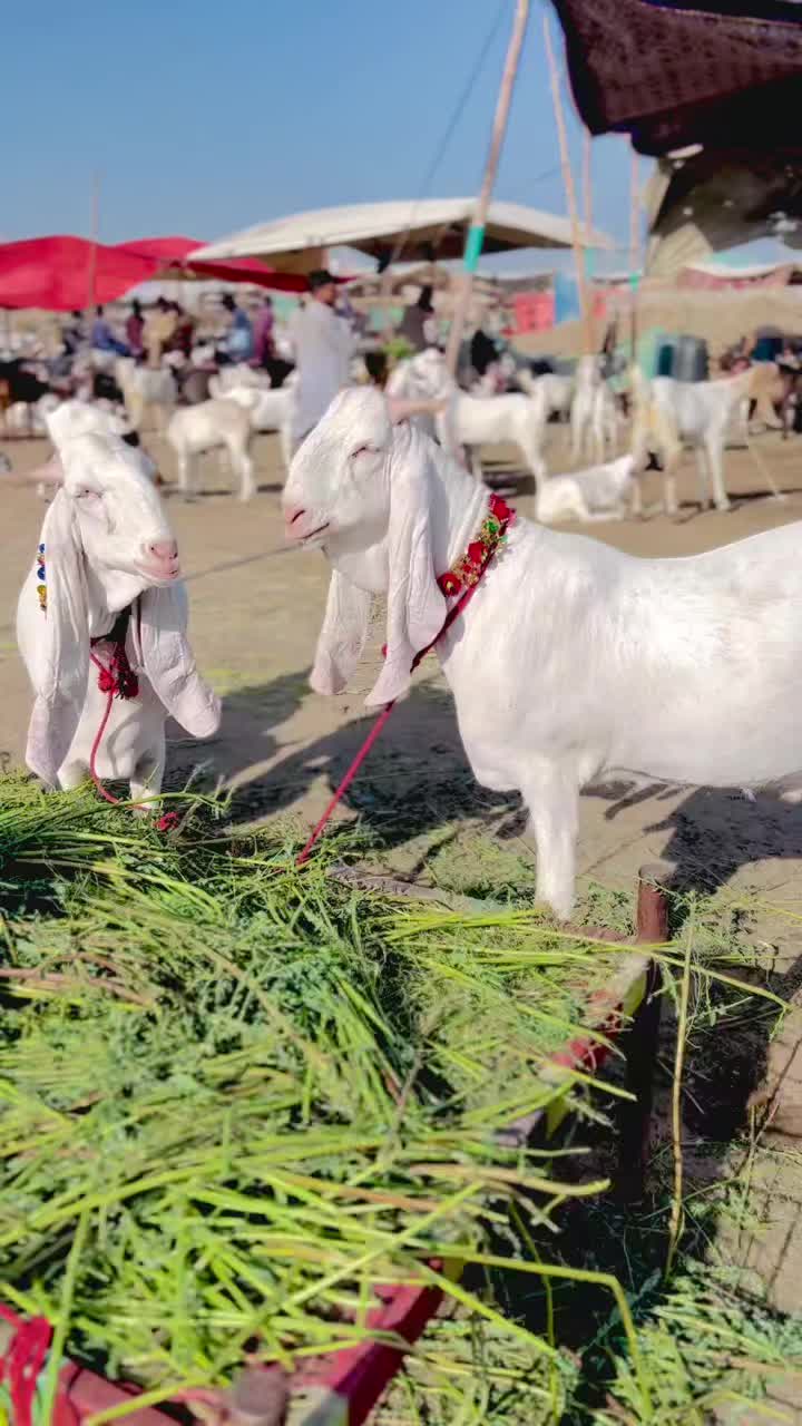 @✨.زاهد سولنگي واپاري. 🐐