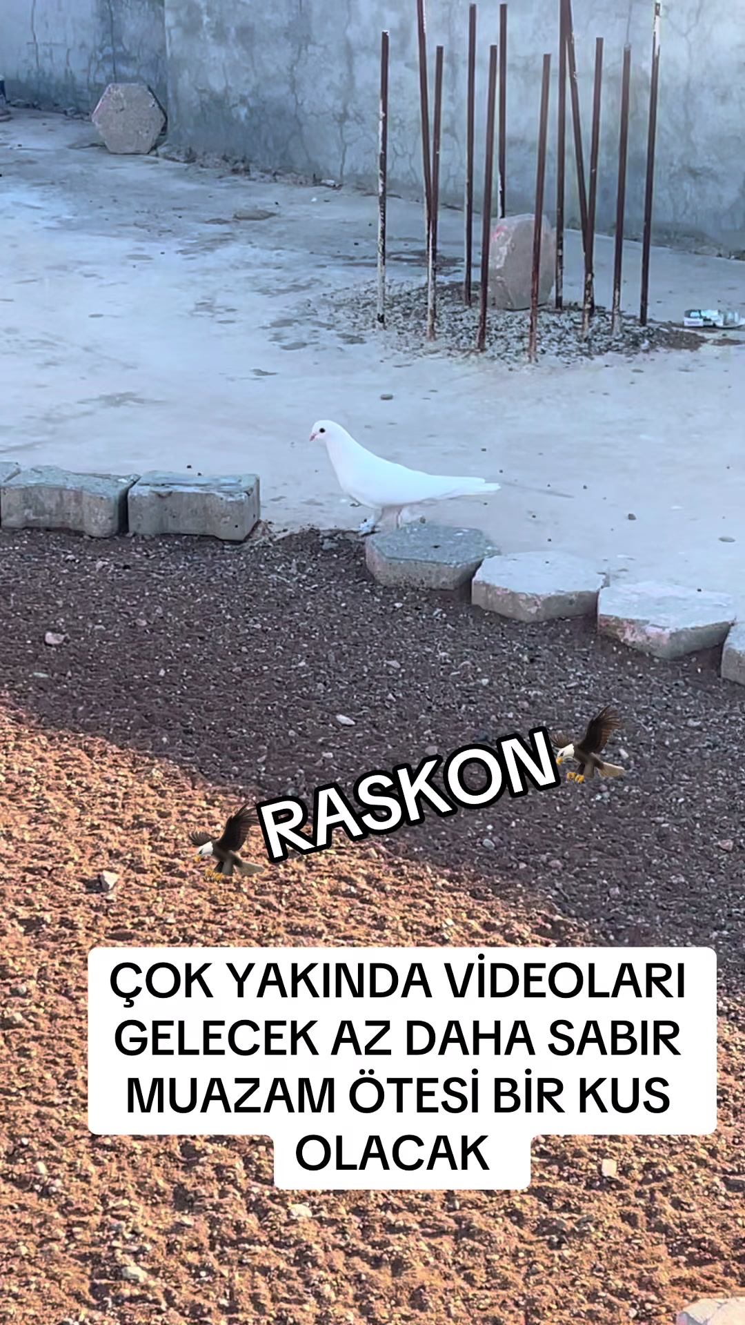 @47 argeş