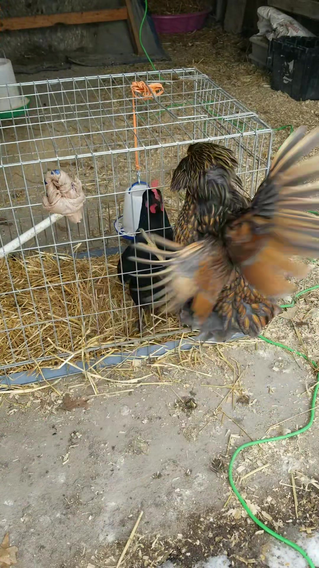 @CityChickenFarm
