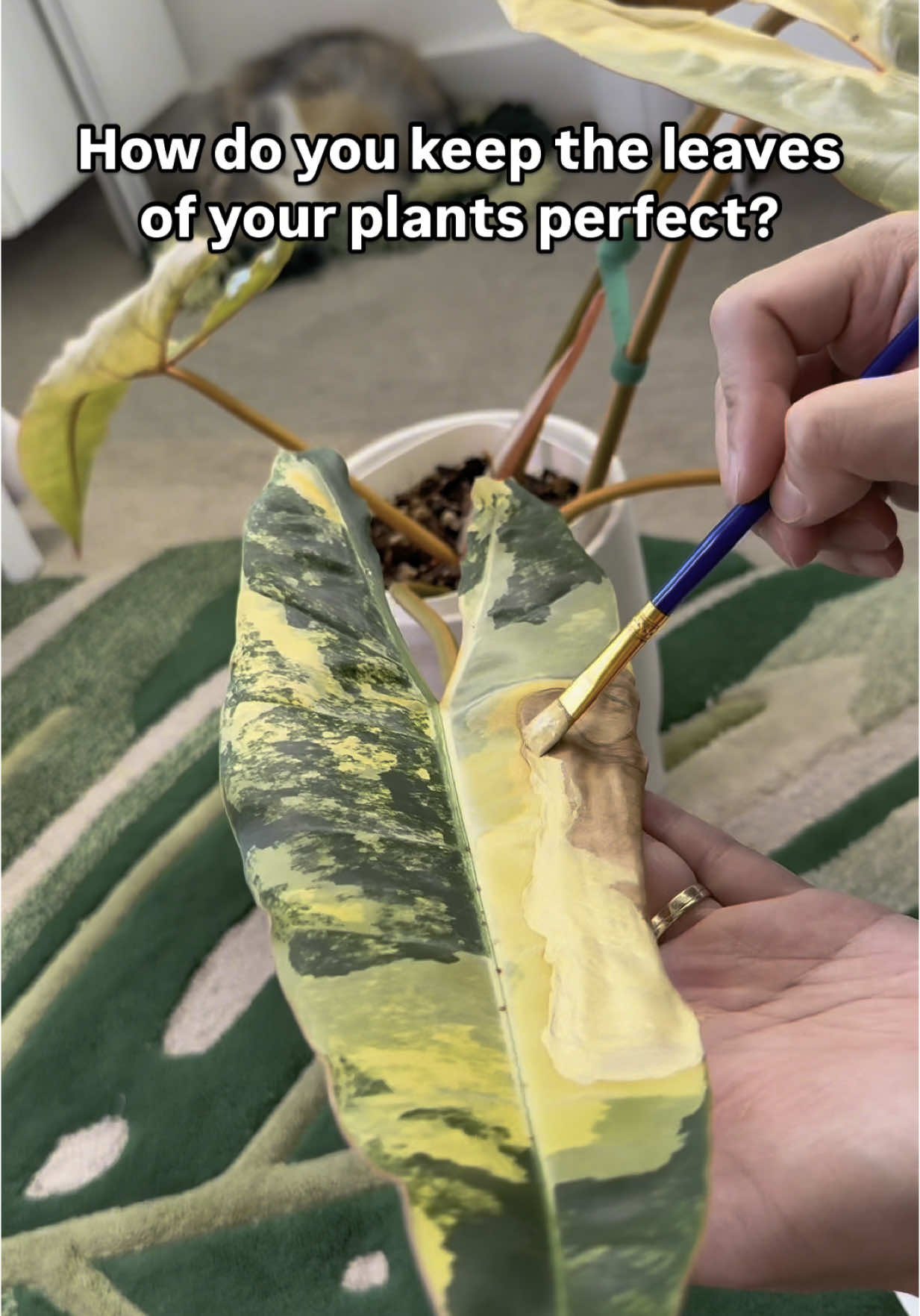 @Cyril&rsquo;s Plants | Cats | DIY 🌿