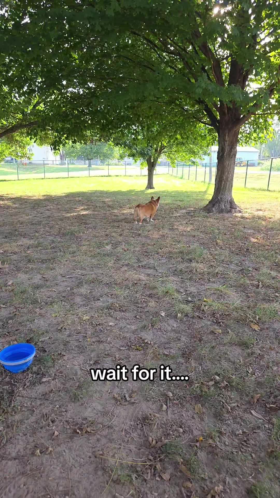 @Chelsea | Corgi Mom 🐾