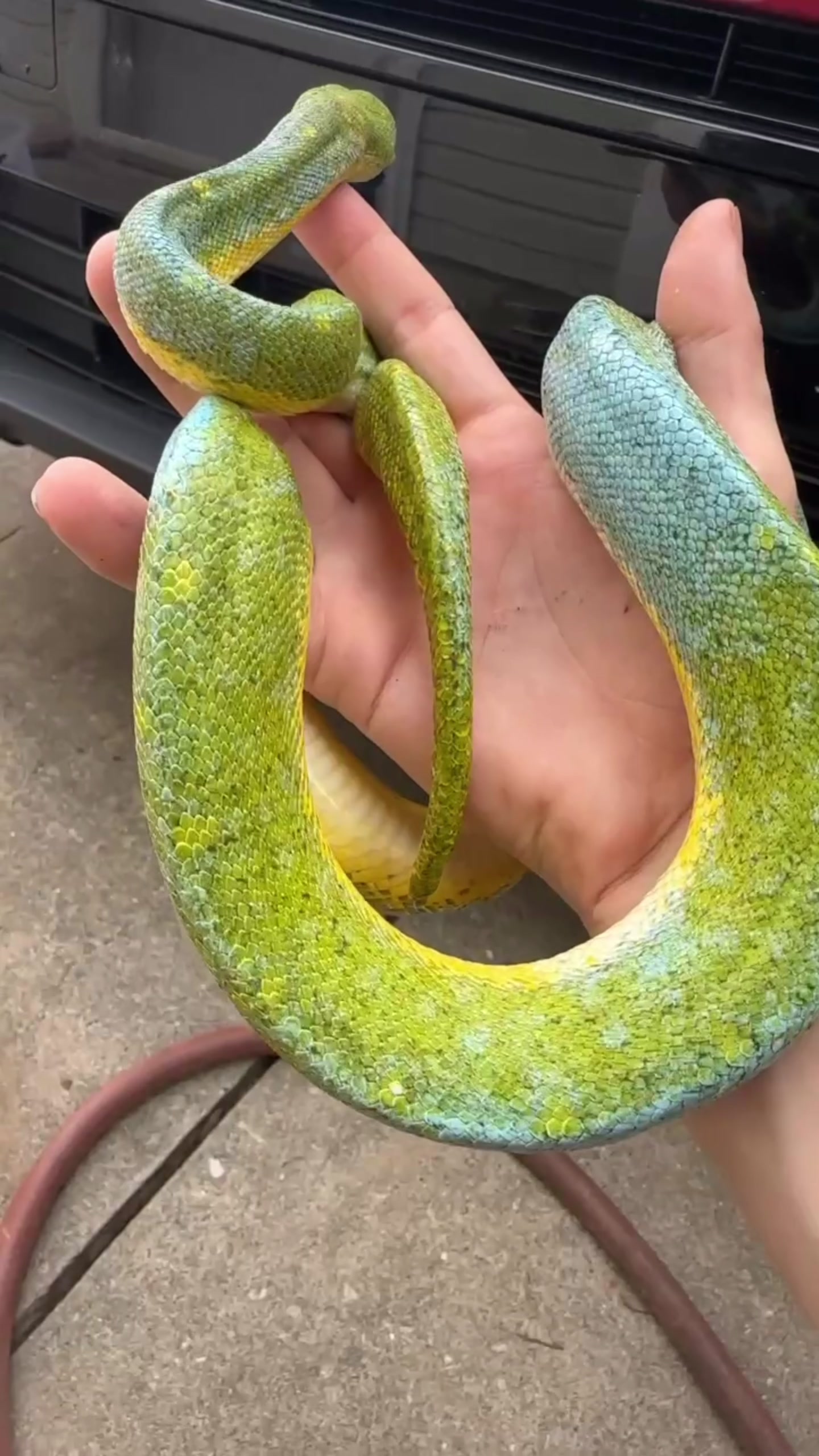 @A&L Reptiles