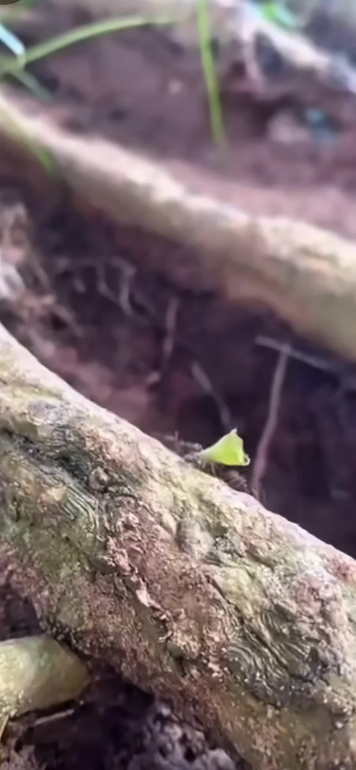 @Dronesoriangel