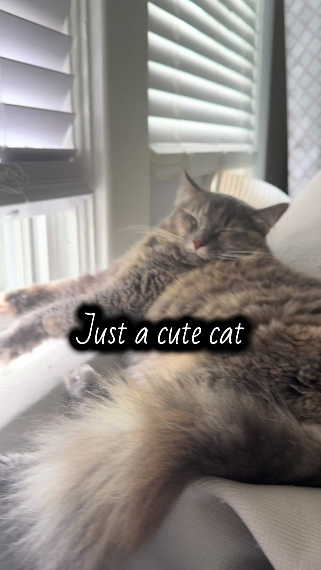 @TailsandWhiskersCo