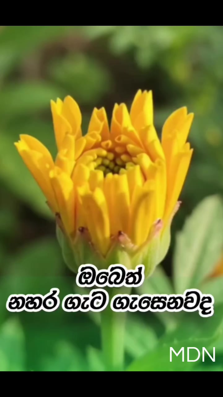 @MDN