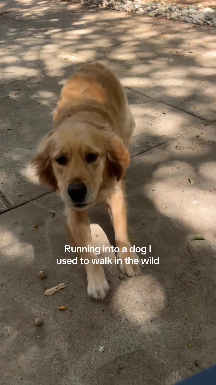 @dallasdogwalker