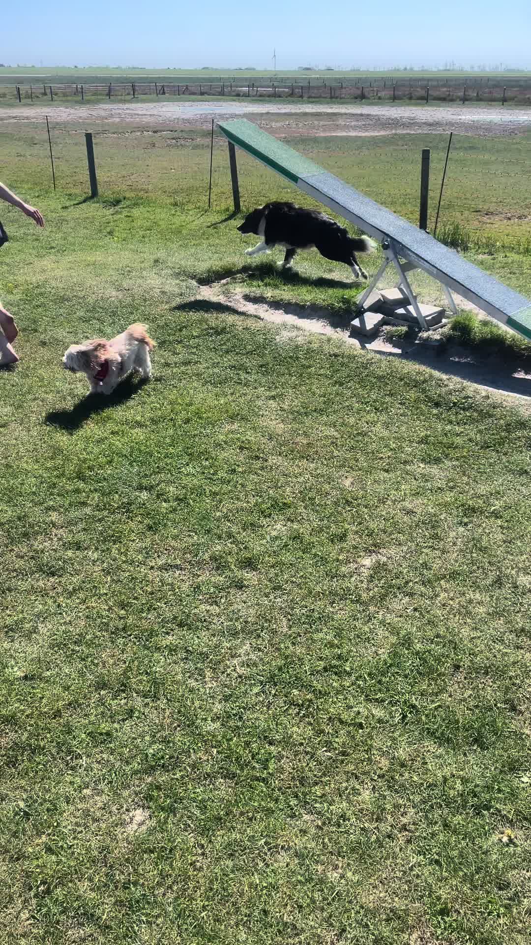 @Dream.Border.Collie.Andra