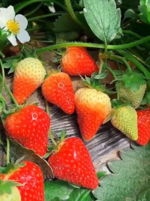 @Grow Garden | Plantas