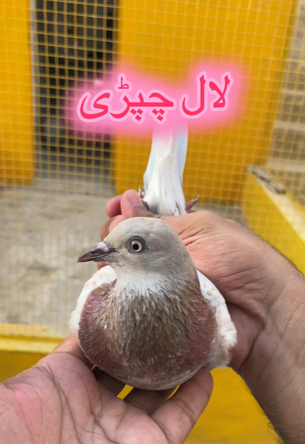 @sahibzada_zeshan_pigeons