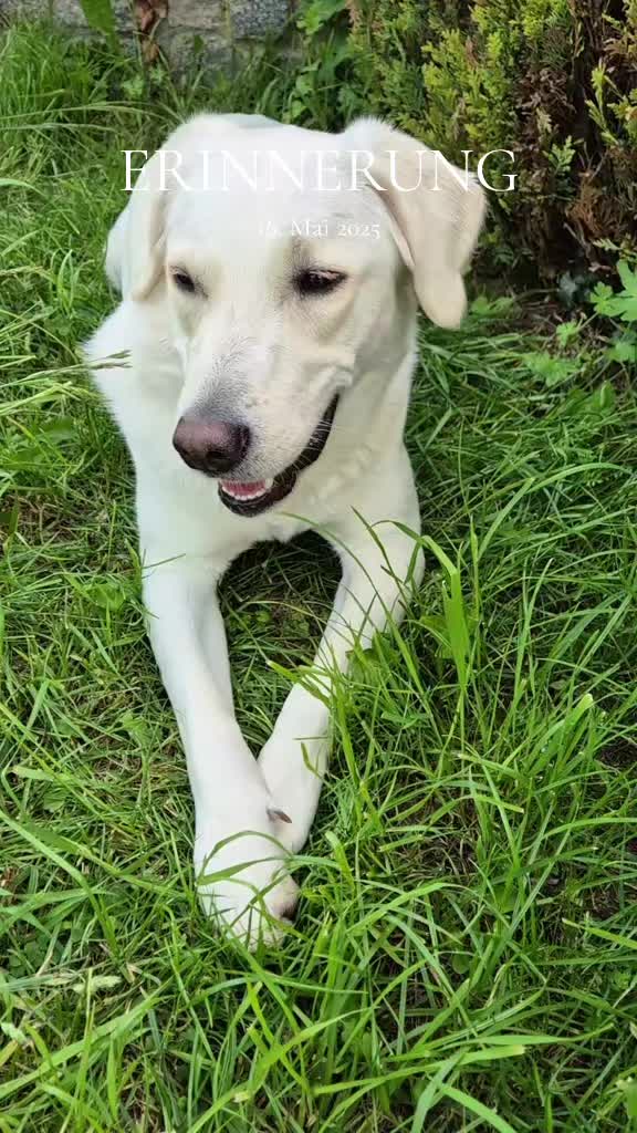 @Nicole🙋🏼♀️ mit 🐕Cora🐾🩷