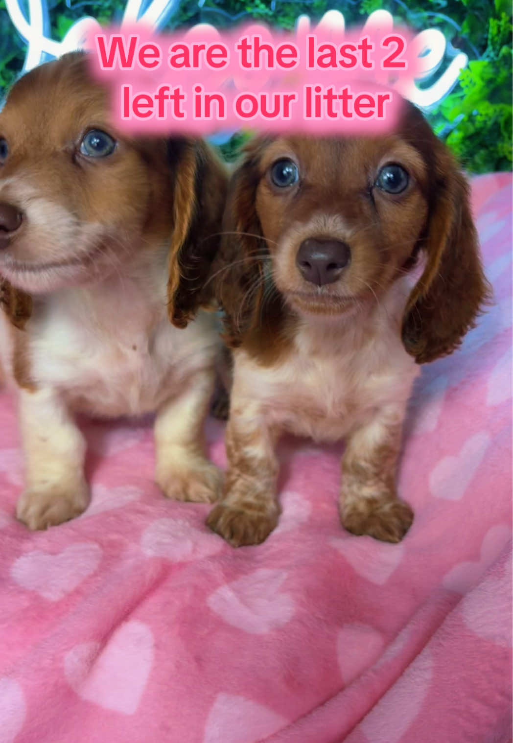 @MyDitzyDoxiesOfFlorida